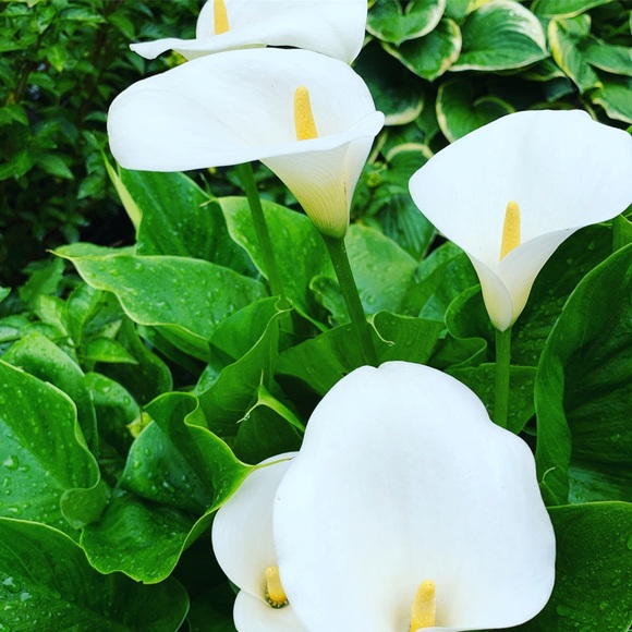 Meet your Posher, Kortum - Picture 1 of 1